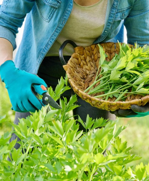 Lubczyk ogrodowy – do ogrodu ziołowego i na balkon
