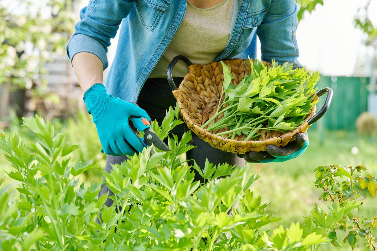Lubczyk ogrodowy – do ogrodu ziołowego i na balkon